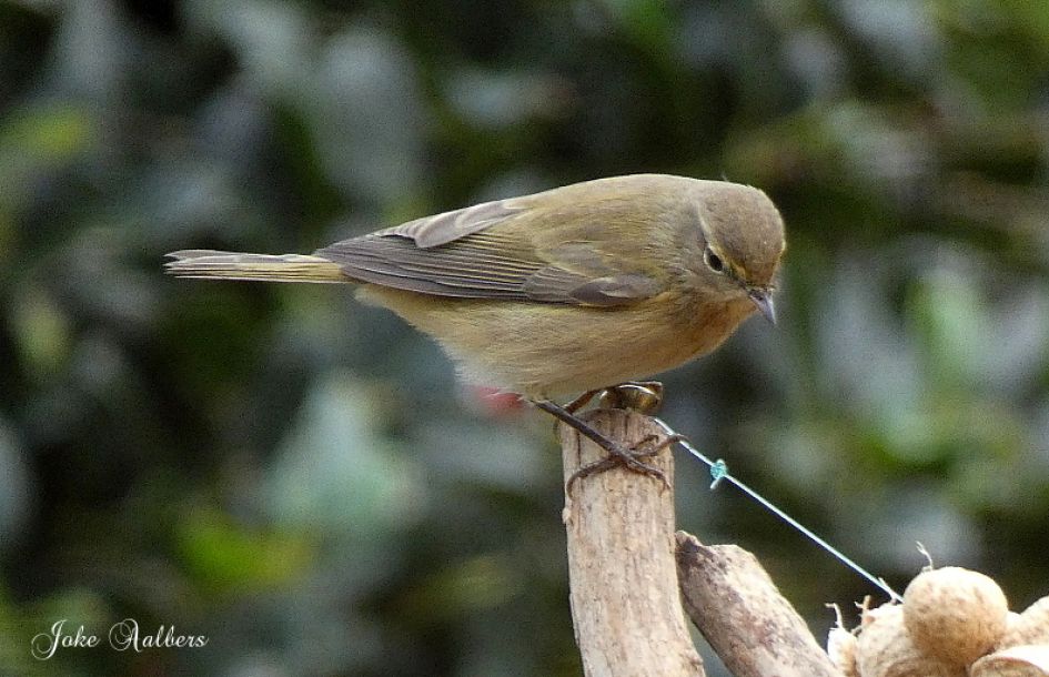 Wat is dit voor vogel?